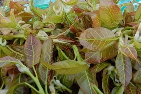 Futkal Chutney