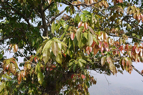 Futkal Chutney